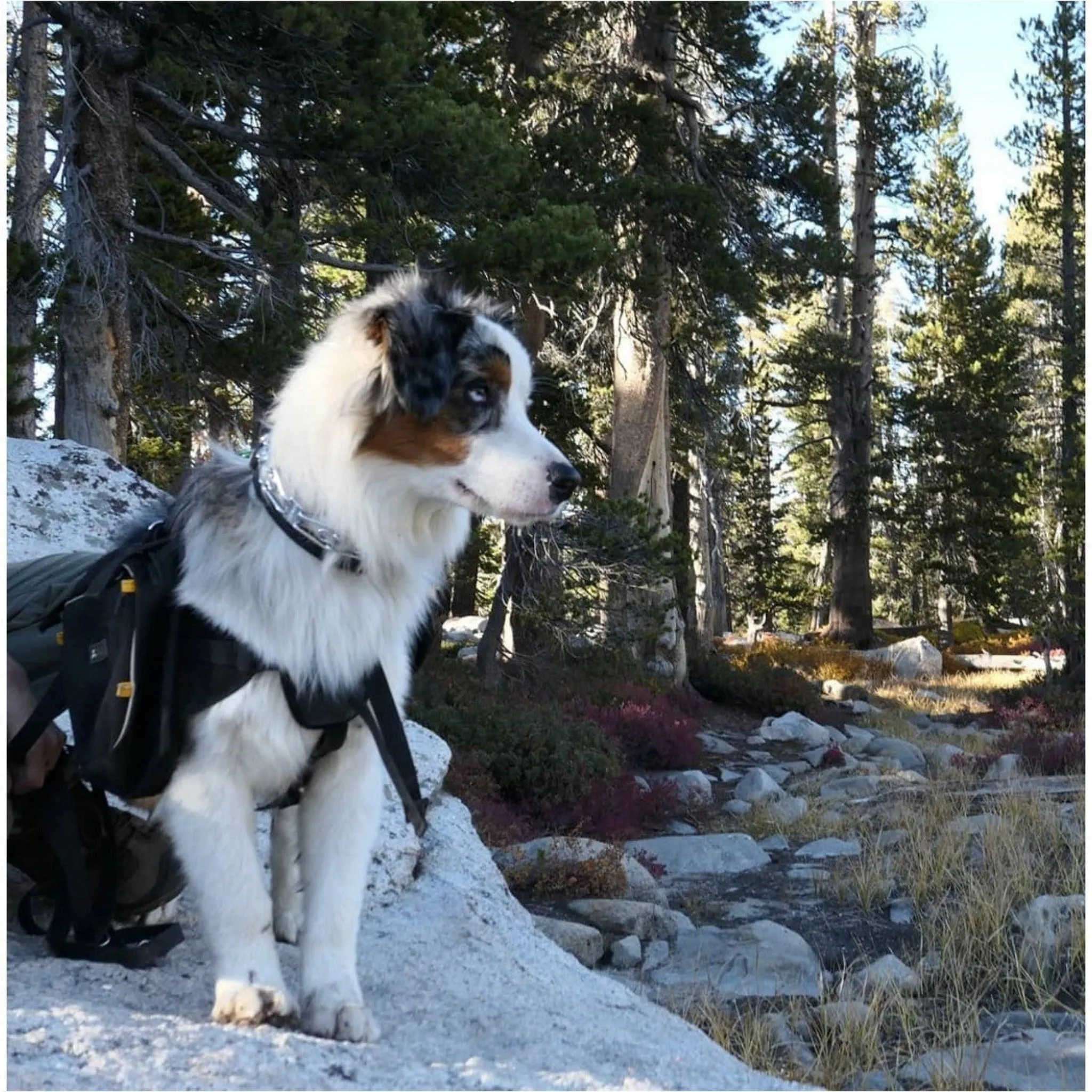 Trekker RF Dog Pack